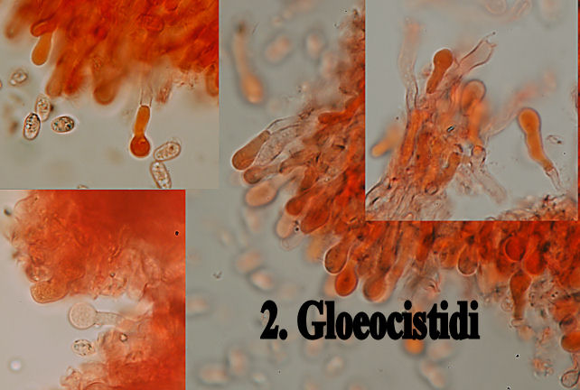 Un corticioide dalla Sicilia (Hyphodermella corrugata)